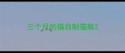 三个月的猫自制猫粮