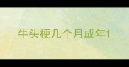牛头梗几个月成年