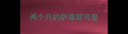 两个月的萨摩耶可爱