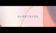 哈士奇是不是大型犬
