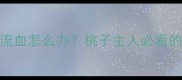 5个月小狗频繁流血怎么办桃子主人必看的紧急护理指南