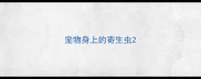 宠物身上的寄生虫