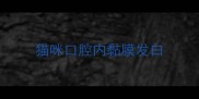 猫咪口腔内黏膜发白
