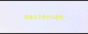 泰迪爪子是什么颜色