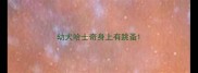 幼犬哈士奇身上有跳蚤
