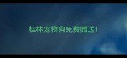 桂林宠物狗免费赠送