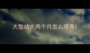 大型幼犬两个月怎么喂养