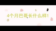 4个月巴哥长什么样