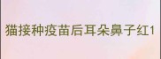 猫接种疫苗后耳朵鼻子红