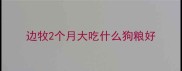 边牧2个月大吃什么狗粮好