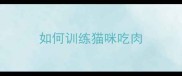 如何训练猫咪吃肉