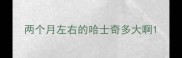 两个月左右的哈士奇多大啊