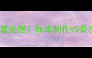 宠物去世后如何妥善处理标本制作VS骨灰保存的优缺点全