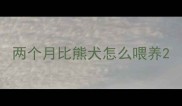 两个月比熊犬怎么喂养