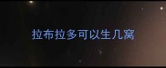 拉布拉多可以生几窝