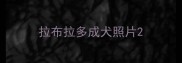 拉布拉多成犬照片