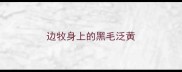 边牧身上的黑毛泛黄