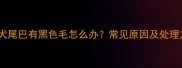 金毛犬尾巴有黑色毛怎么办常见原因及处理方法