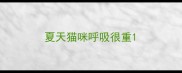 夏天猫咪呼吸很重