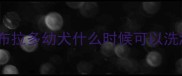 拉布拉多幼犬什么时候可以洗澡