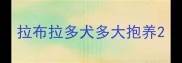 拉布拉多犬多大抱养