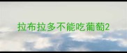 拉布拉多不能吃葡萄