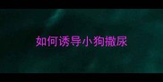如何诱导小狗撒尿