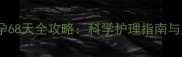 边境牧羊犬怀孕68天全攻略科学护理指南与产前必知事项