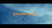狗狗咳嗽呕吐拉稀
