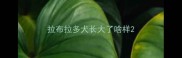 拉布拉多犬长大了啥样