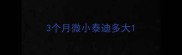 3个月微小泰迪多大