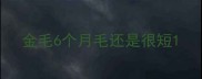 金毛6个月毛还是很短