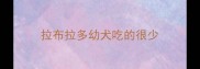 拉布拉多幼犬吃的很少