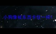 小狗像被东西卡住一样