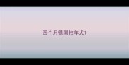 四个月德国牧羊犬