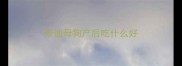 泰迪母狗产后吃什么好