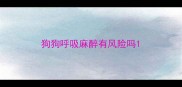 狗狗呼吸麻醉有风险吗