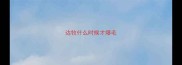 边牧什么时候才爆毛