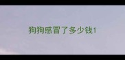 狗狗感冒了多少钱