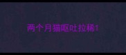 两个月猫呕吐拉稀