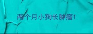 两个月小狗长肿瘤