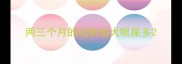 两三个月的边牧幼犬眼屎多