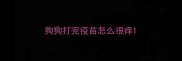 狗狗打完疫苗怎么很痒