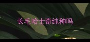 长毛哈士奇纯种吗