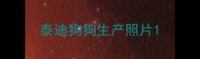 泰迪狗狗生产照片