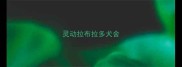 灵动拉布拉多犬舍