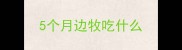 5个月边牧吃什么