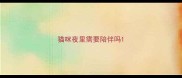 猫咪夜里需要陪伴吗