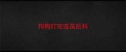 狗狗打完疫苗后抖