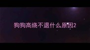 狗狗高烧不退什么原因